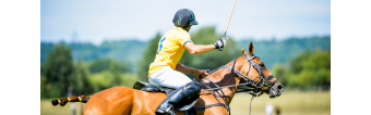 WHY POLO PONIES ARE EXPENSIVE?