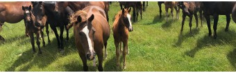 BUYING POLO PONIES GUIDE