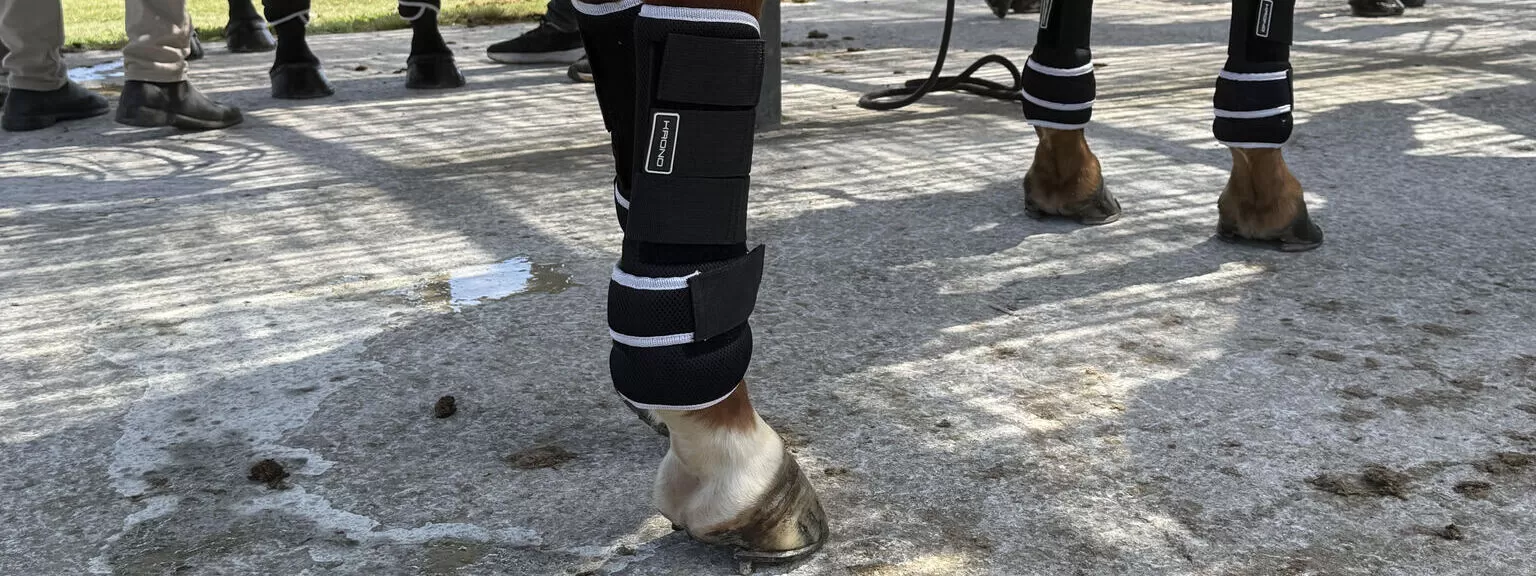 Bandages & Protectors