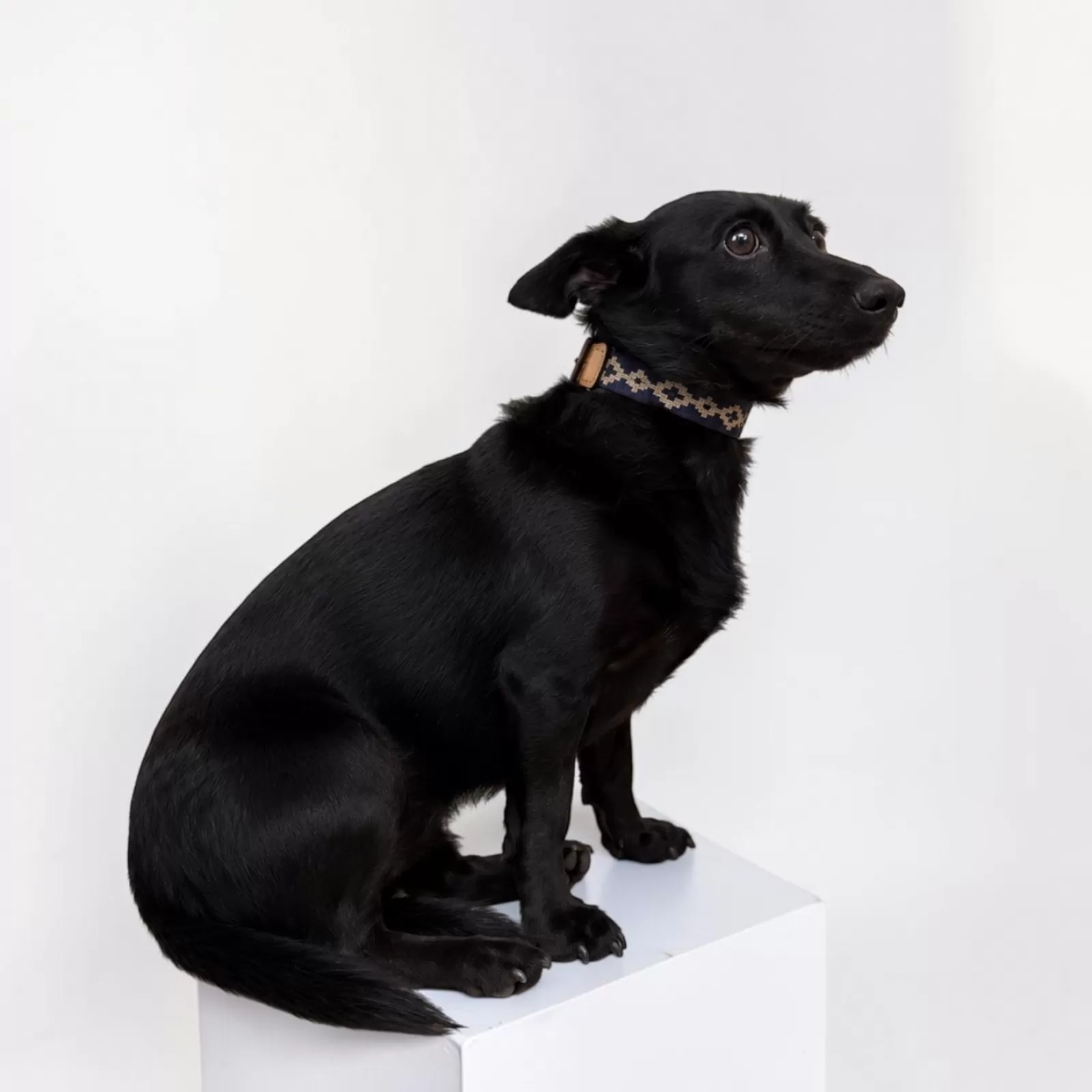 DOG COLLAR - GAUCHO BLUE DOG COLLAR - GAUCHO BLUE