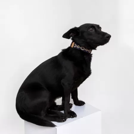 DOG COLLAR - GAUCHO BLUE