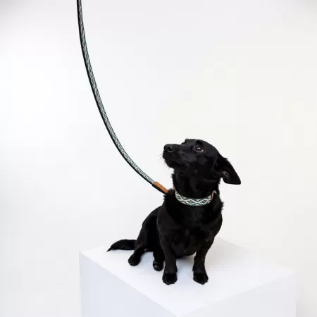 DOG COLLAR - GAUCHO GREEN