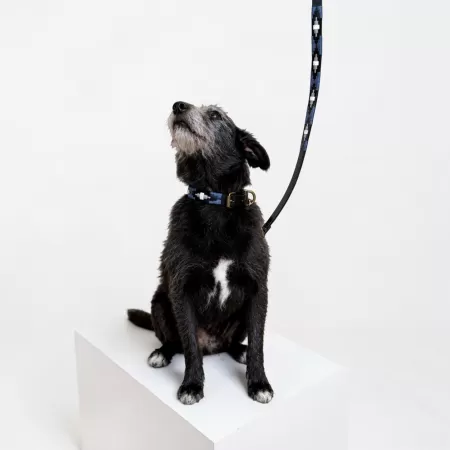 DOG COLLAR - POLO BELT BLACK AND BLUE