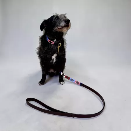 DOG COLLAR - POLO BELT PINK