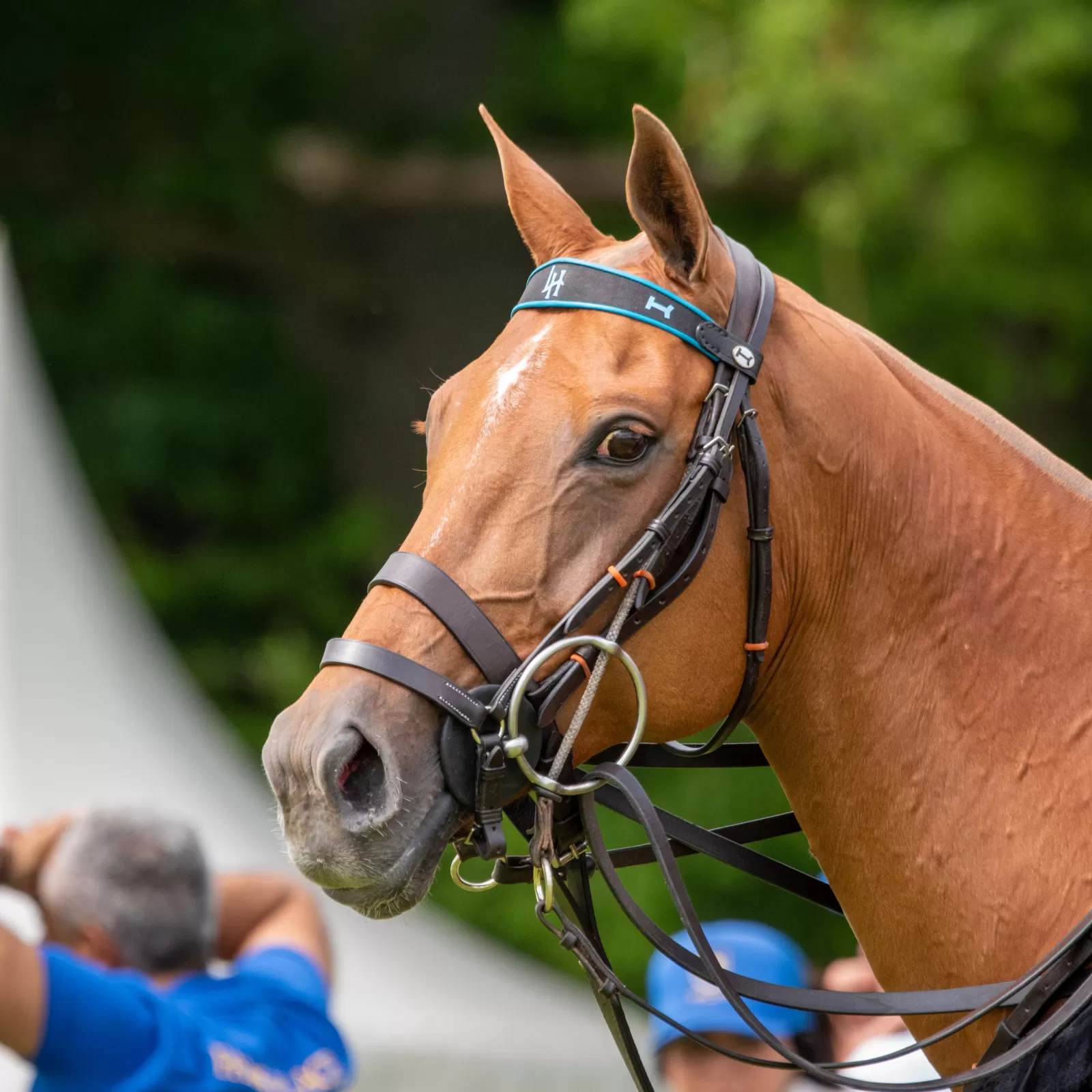 Custom Browbands Custom Browbands