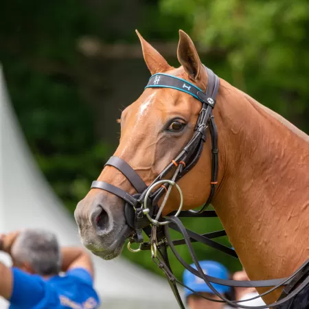 Custom Browbands Custom Browbands
