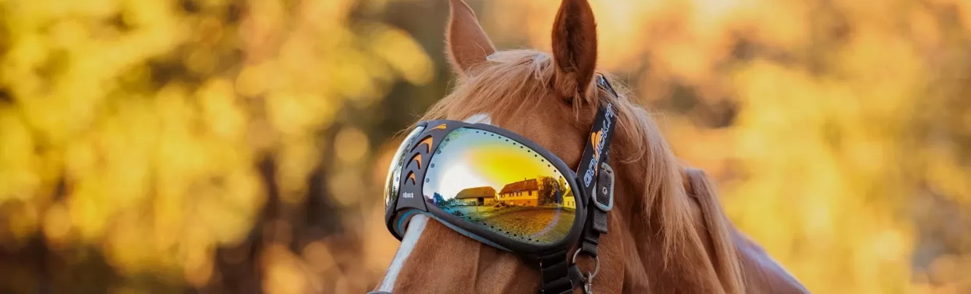 Horse Eyewear