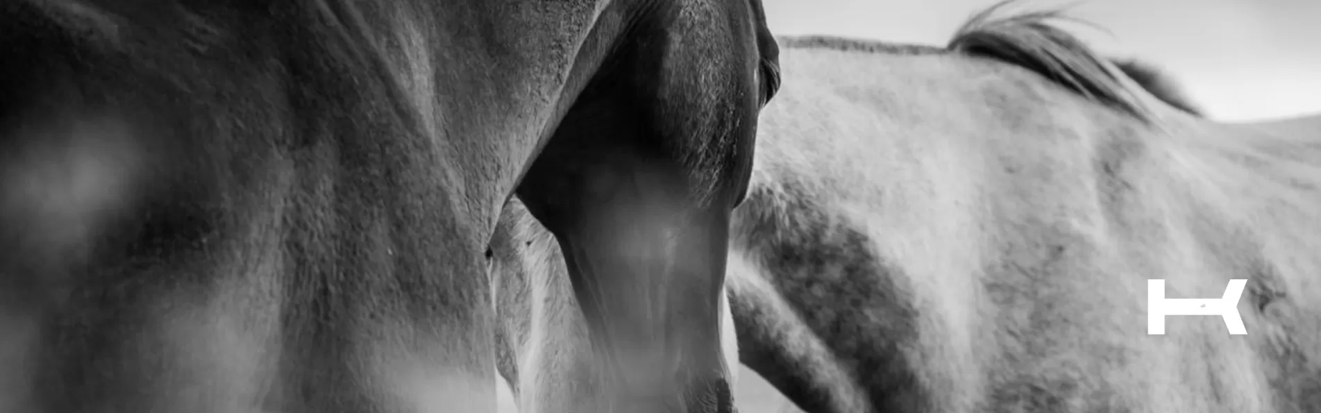 image/cache/wp/gp/Blog%20Banners/best-polo-boots-1903x596.webp image/cache/wp/gp/Blog%20Banners/best-polo-boots-1903x596.webp