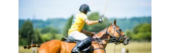 WHY POLO PONIES ARE EXPENSIVE? WHY POLO PONIES ARE EXPENSIVE?