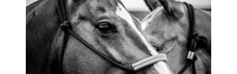 WHY ARE POLO HORSES CALLED PONIES? WHY ARE POLO HORSES CALLED PONIES?