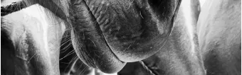 HOW CAN POLO INFLUENCE MY PONY? HOW CAN POLO INFLUENCE MY PONY?