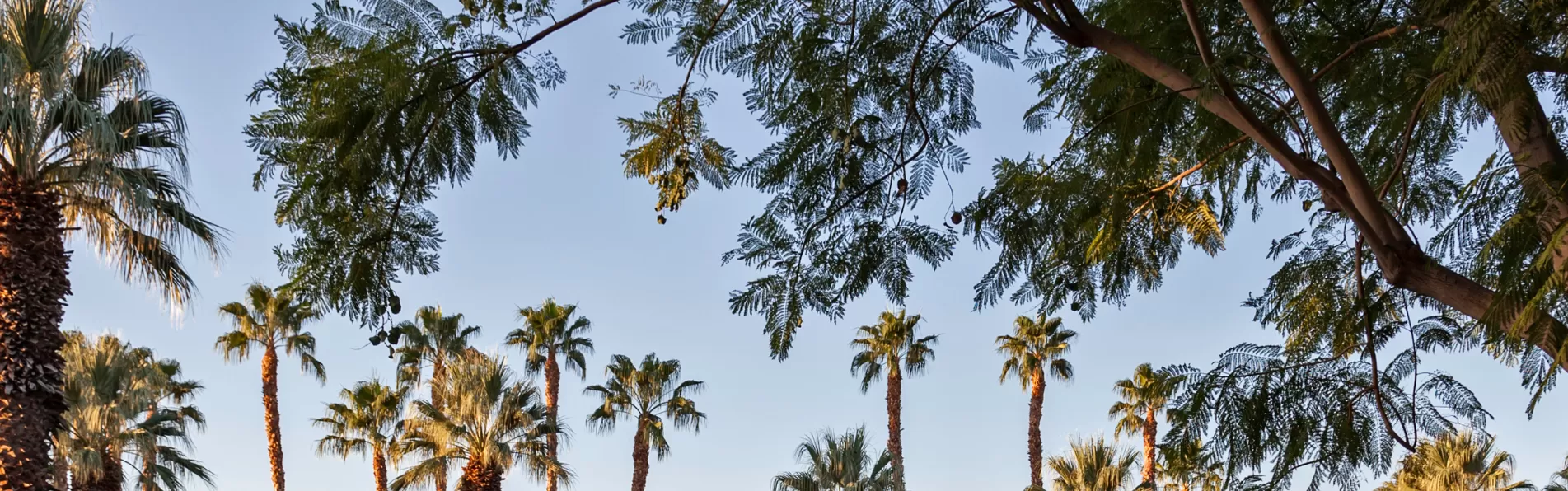 image/cache/wp/gp/blog/banner%202/desert%20palm%20x%20krono%20polo-1903x596.webp