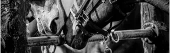 POLO BELTS, THE NEW BET OF KRONO POLO POLO BELTS, THE NEW BET OF KRONO POLO