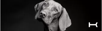 KRONO BELTS: FASHIONABLE DOG COLLARS KRONO BELTS: FASHIONABLE DOG COLLARS