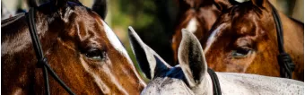 THE IMPACT OF POLO BOOTS ON FASHION THE IMPACT OF POLO BOOTS ON FASHION